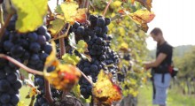 Winiarze chcą ratować polskie sadownictwo
