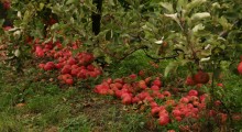 Wielka Brytania: Jabłka zgniją pod drzewami 