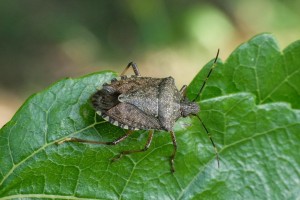  	Halyomorpha halys: osobnik dorosły, fot. Ilya Mityushev, Department of Plant protection of the Russian Timiryazev State Agrarian University, Rosja, https://gd.eppo.int