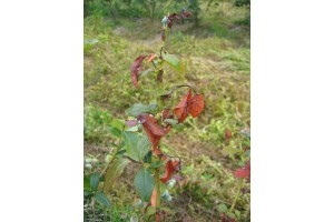  	Objawy spowodowane przez Blueberry scorch virus na borówce amerykańskiej (fot. Carolyn Teasdale, ES Cropconsult, USA; http://fieldguide.bcblueberry.com/blueberry-scorch-virus/)