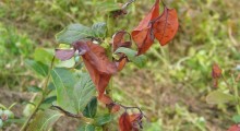 Blueberry scorch virus – zagrożeniem dla upraw borówki w Europie