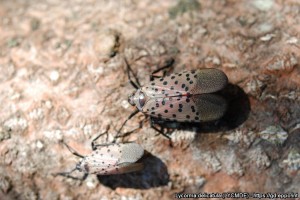  Lycorma delicatula – osobniki dorosłe. (fot. Pennsylvania Department of Agriculture, USA; https://gd.eppo.int/)