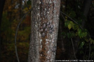  Lycorma delicatula - żerujące osobniki dorosłe przyczyniające się do wycieku soku drzew. (fot. Pennsylvania Department of Agriculture, USA; https://gd.eppo.int/)