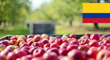 Kolumbia - kolejny rynek dla polskich jabłek już otwarty