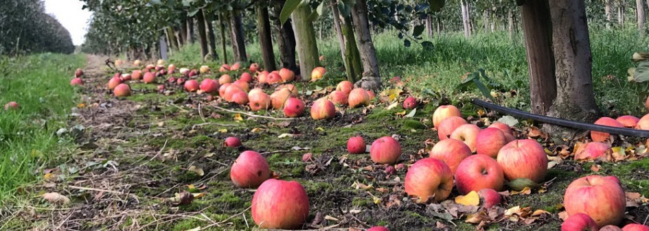 Ceny jabłek przemysłowych trzymają poziom 60 groszy