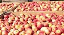 USDA: Zbiory jabłek w UE w 2019 roku