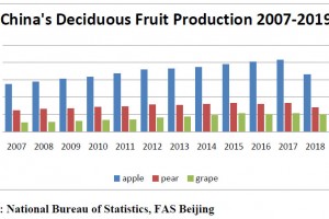  Produkcja jabłek, gruszek i winogron od 2007 do 2019 roku