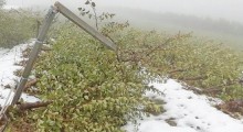 Włochy: Drzewa w sadach powalone przez śnieg