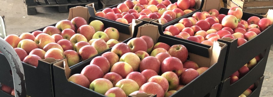  Od stycznia do września Polska wyeksportowała 759 tys. ton jabłek