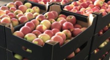  Od stycznia do września Polska wyeksportowała 759 tys. ton jabłek