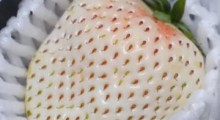 Japonia: Jedna biała truskawka za prawie 40 złotych ! 