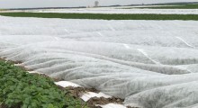 Plantacje truskawek przygotowane na zimę 