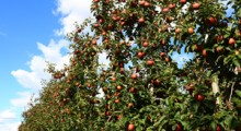Produkcja jabłek na Świecie od 1961 r.
