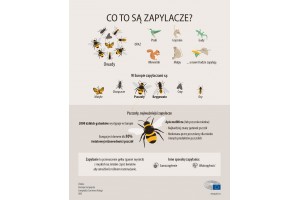  Co powoduje spadek liczebności pszczół i innych zapylaczy?