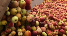 IRWŁ: Spadki cen jabłek przemysłowych są nieuzasadnione