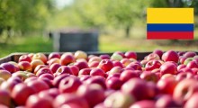 Termin rejestracji podmiotów zainteresowanych eksportem jabłek do Kolumbii