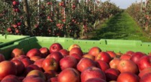 Prognoza zbiorów jabłek na świecie w sezonie 2019/2020