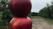 Przyszłościowe odmiany jabłoni to...