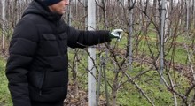 Jak prawidłowo formować grusze? - Robert Binkiewicz, Agrosimex
