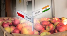 Indie: Nigdzie nie ma polskich jabłek