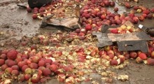 Rosja: Zniszczono polskie jabłka