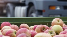 Polska wyeksportowała 642 tys. ton jabłek w okresie I-VI 2019r. 