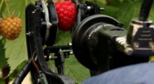 Robot do zbioru malin – zbierze 25 tys. owoców dziennie 