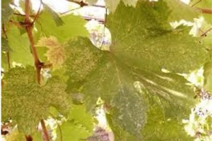 	Uszkodzenia liści winorośli wywołane żerowaniem Arboridia kakogawana (fot. dzięki uprzejmości Constantina Chireceanu, Research and Development Institute for Plant Protection, Bukareszt, Rumunia)
