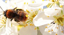 Współpraca na rzecz pszczół. Ponad 40 organizacji podpisało list intencyjny 