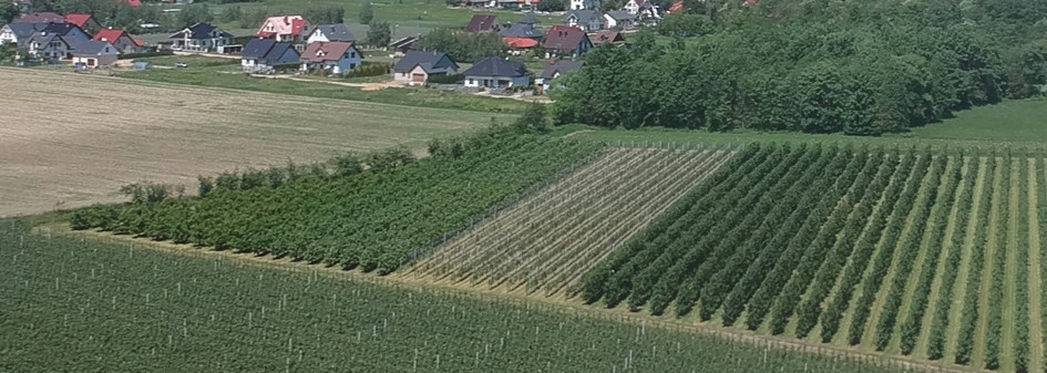 Deweloper w sąsiedztwie sadów