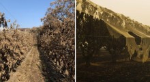 Australia: Pierwsze zbiory jabłek po pożarach 