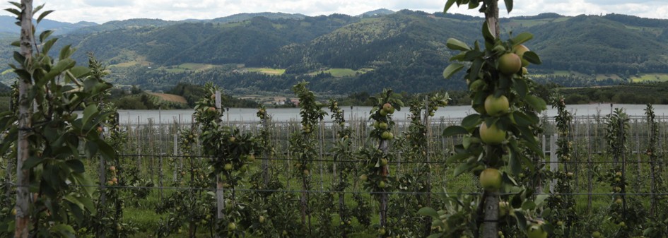 Klimat i ekologia zmienią podejście do produkcji jabłek