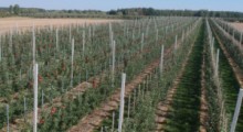 Rosja: W 2019 roku powierzchnia upraw sadowniczych wzrosła o 7,1%