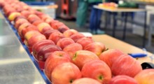 Koronawirus wpływa na wzrost cen jabłek w Europie