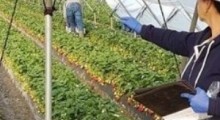 Zbiory truskawek w Hiszpanii zagrożone