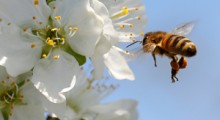 Pszczoły po zimie w kiepskiej kondycji