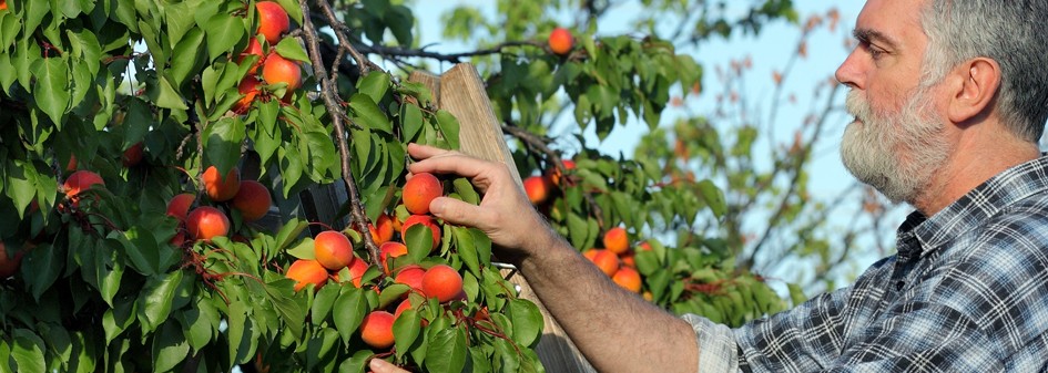 USA: Nie będzie kto miał zebrać owoców !
