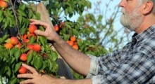 USA: Nie będzie kto miał zebrać owoców !