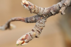 Jabłoń - odmiana - FUJI KIKU8 - 20.03.2020 