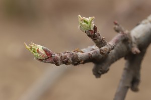 Jabłoń - odmiana - GALA MUST - 20.03.2020 