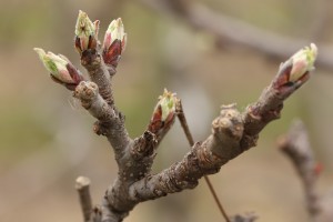 Jabłoń - odmiana - GALA MUST - 20.03.2020 