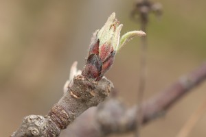 Jabłoń - odmiana - GALA MUST - 20.03.2020 