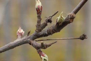 Jabłoń - odmiana - GALA MUST - 20.03.2020 