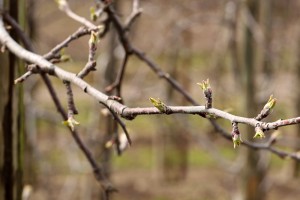 Jabłoń - odmiana - LIGOL - 20.03.2020 