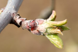 Jabłoń - odmiana - LIGOL - 20.03.2020 