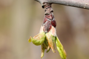 Jabłoń - odmiana - LIGOL - 20.03.2020 