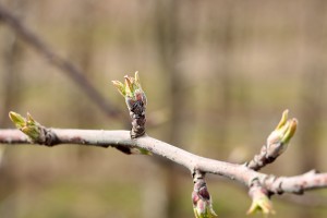 Jabłoń - odmiana - LIGOL - 20.03.2020 