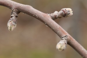 Jabłoń - odmiana - RED JONAPRINCE - 20.03.2020 