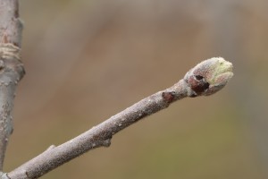 Jabłoń - odmiana - RED JONAPRINCE - 20.03.2020 