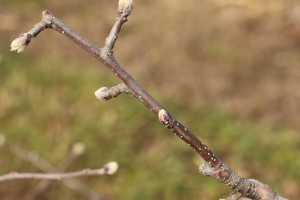 Jabłoń - odmiana - RED JONAPRINCE - 20.03.2020 